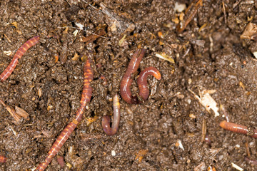 red worm manure