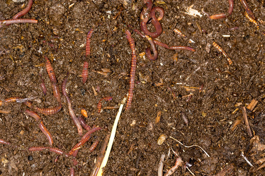 red worm manure