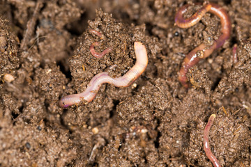 red worm manure