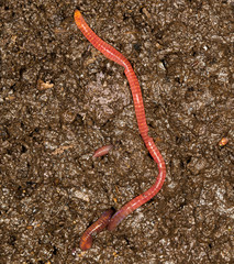 red worm manure