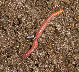 red worm manure