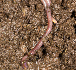red worm manure