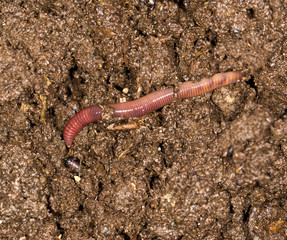 red worm manure