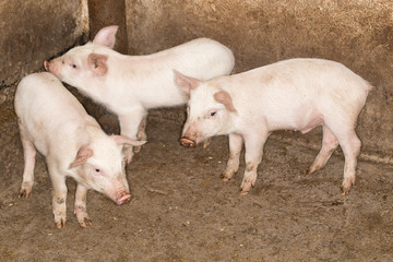 Obraz na płótnie Canvas pigs on the farm