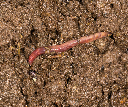 red worm manure