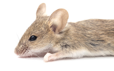 mouse on a white background