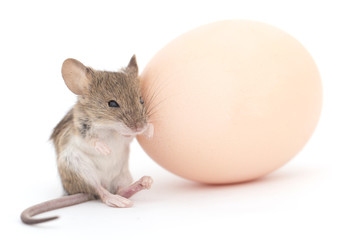 mouse and egg on a white background