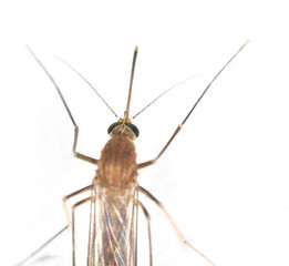 mosquito on the white wall. close-up