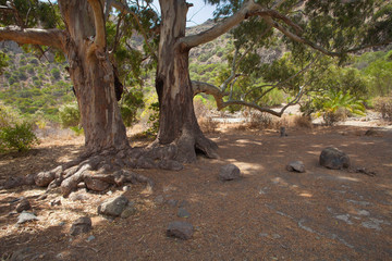 Fototapeta premium Gran Canaria, Caldera de Bandama,