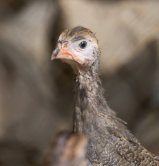 small turkey at the zoo