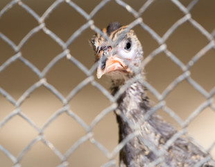 small turkey at the zoo