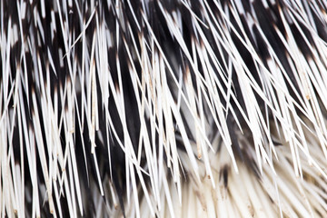 porcupine quills as a background