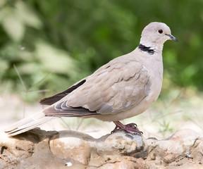 portrait of pigeon on nature