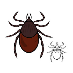 The Castor Bean Tick