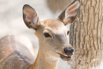 Fototapeta premium calf at the zoo