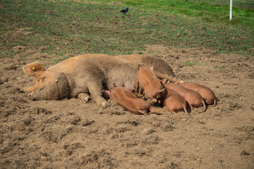 Baby pigs milking on farm