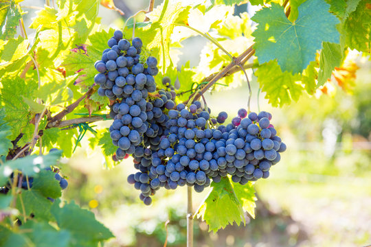 Organic grape rankes in Tuscany