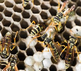 Wasps on comb