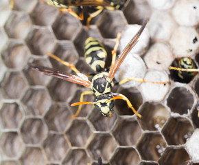 Wasps on comb