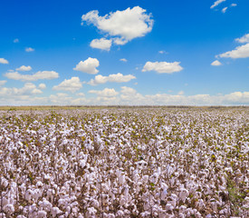 Cotton Farm © Sondem