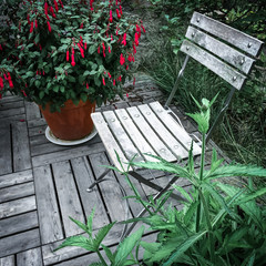 Wooden chair and red fuchsia
