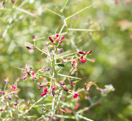 camel thorn in nature