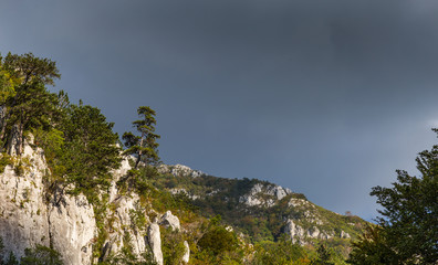 Mountain scenery with black pine trees Pinus nigra