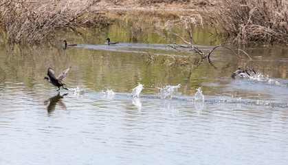 wild duck on the lake