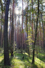 Autumn dawn in forest