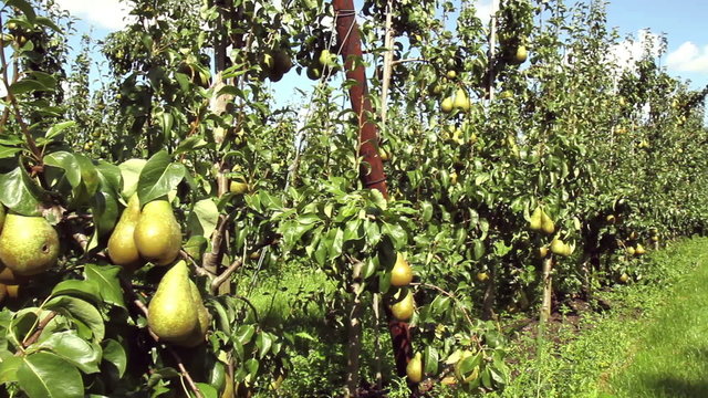 Pear orchard in Netherlands.