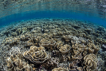 Fragile Pacific Coral Reef