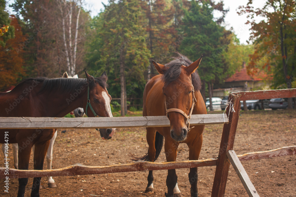 Wall mural group of young horses on the pasture