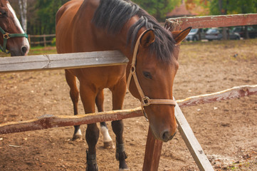 Group of young horses on the pasture