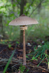 Mushroom