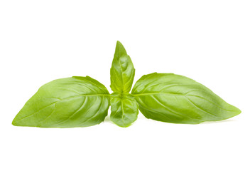 Sweet basil leaves