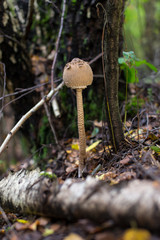 Mushroom