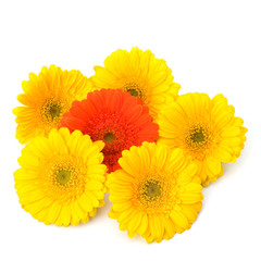 Beautiful daisy gerbera