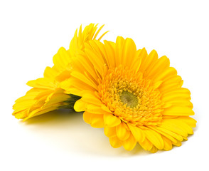 Beautiful daisy gerbera