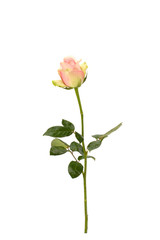 Obraz na płótnie Canvas Beautiful rose isolated on white background