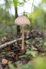Mushroom