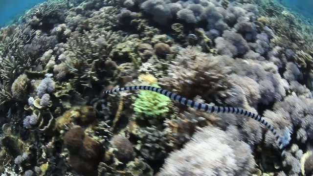Swimming Banded Sea Snake