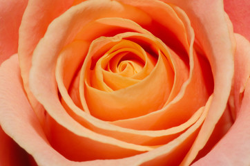 Close up macro of a peach rose