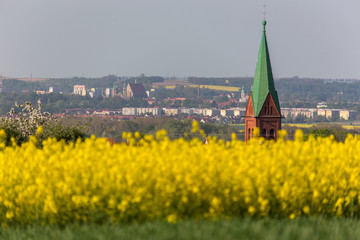 Colza field © Stockr