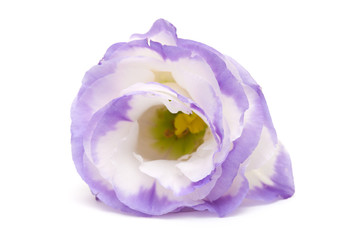 Fototapeta premium variegated eustoma flower isolated on white