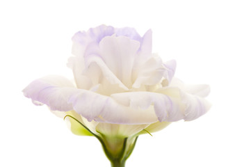 variegated eustoma flower isolated on white