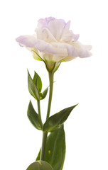 variegated eustoma flower isolated on white