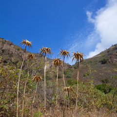 Gran Canaria, Caldera de Bandama,