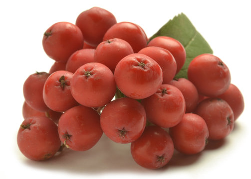 Sorbus Mehlbeeren Sorbo Jarząb Рябина Jeř&aacute;b غبيراء