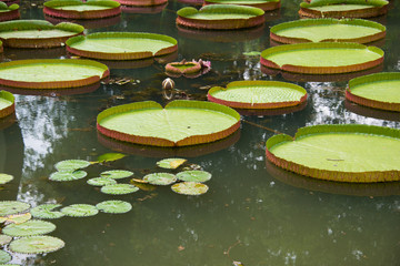 Large leaves of water lily