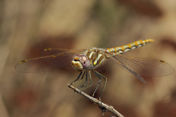 Perched Dragonfly
